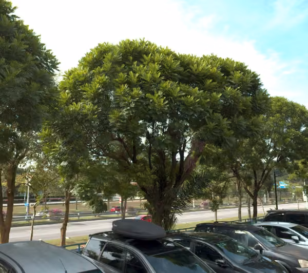 tree photo