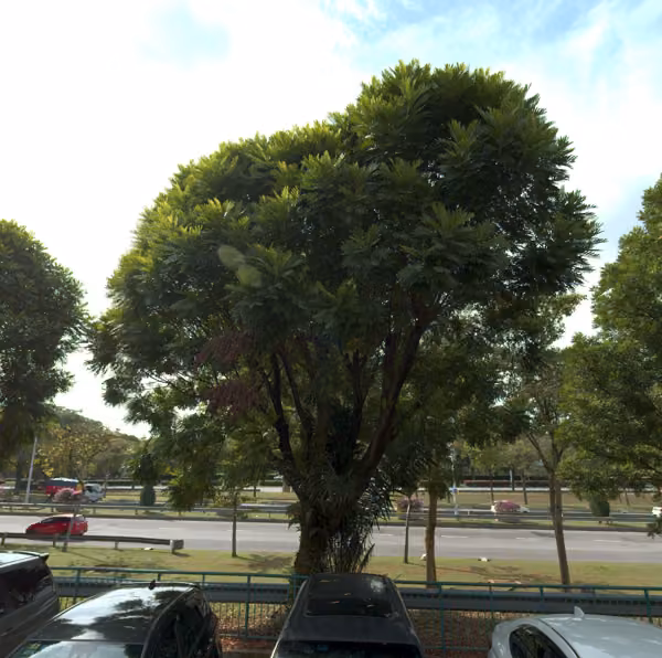 tree photo