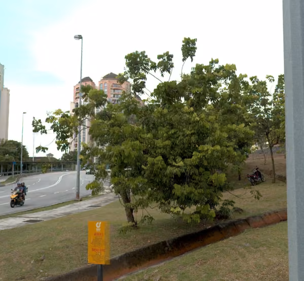 tree photo