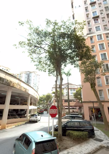tree photo