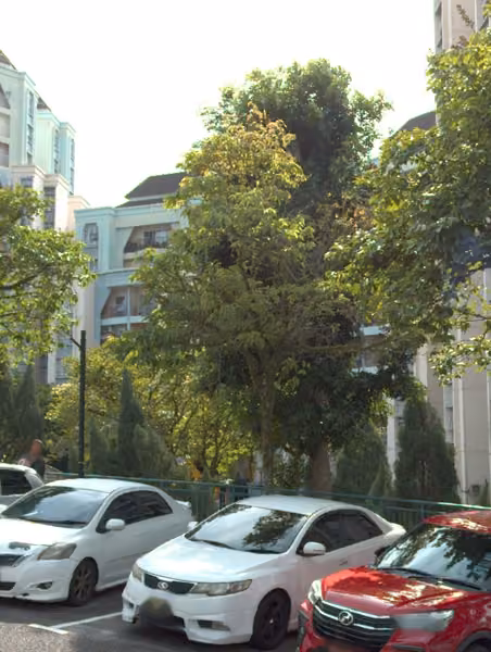 tree photo