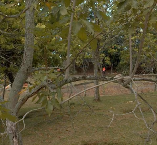 tree photo