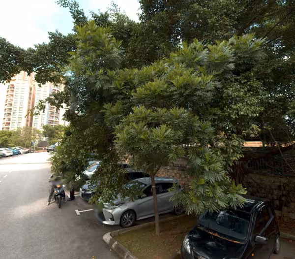 tree photo