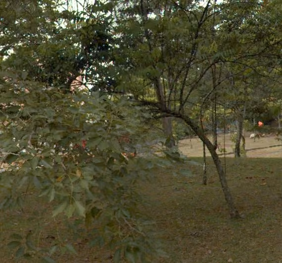 tree photo