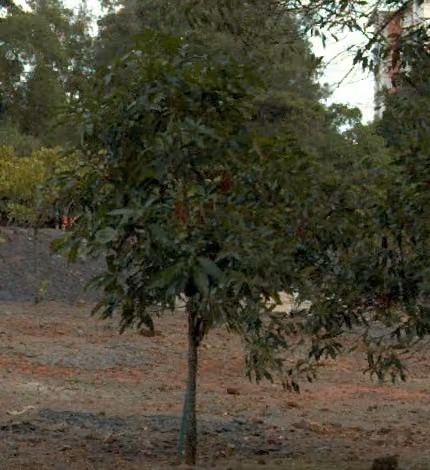 tree photo