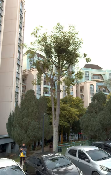 tree photo