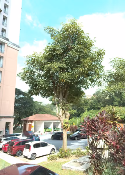tree photo