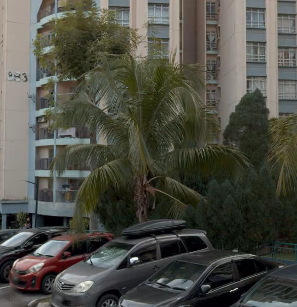 tree photo