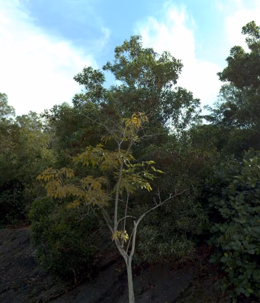 tree photo