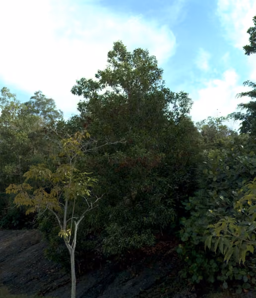 tree photo