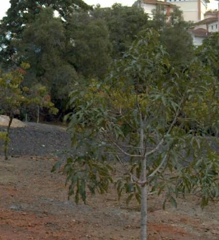 tree photo