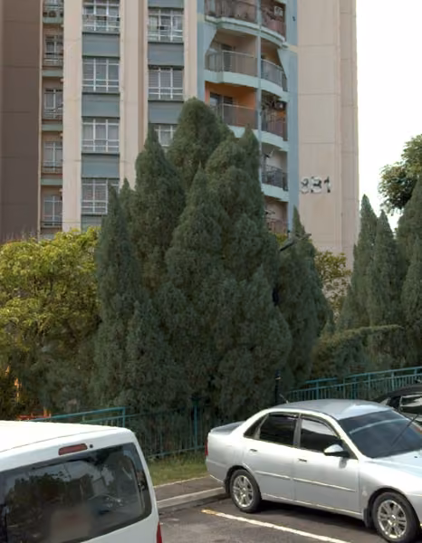 tree photo