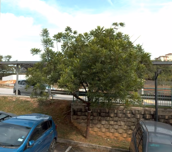 tree photo