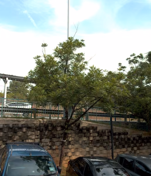 tree photo