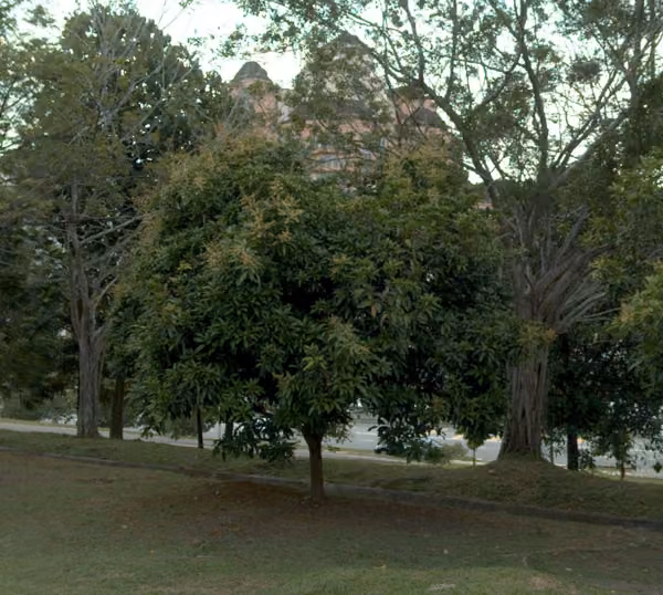 tree photo