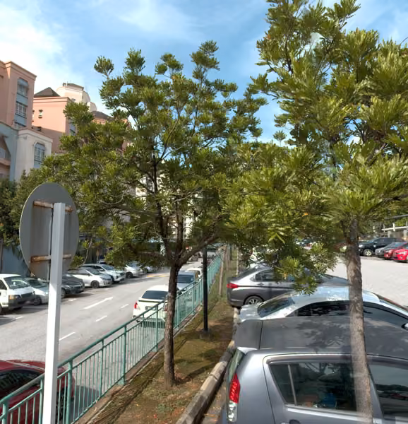 tree photo