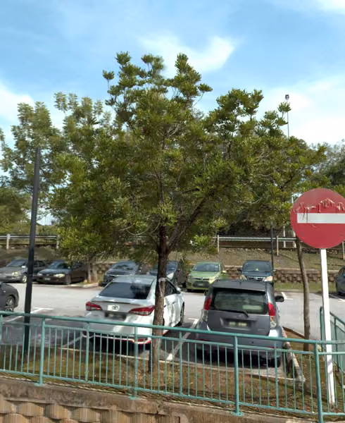 tree photo