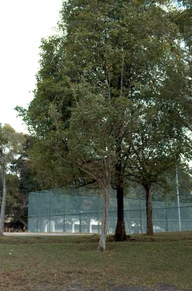 tree photo