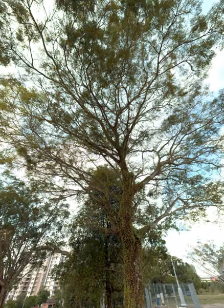 tree photo