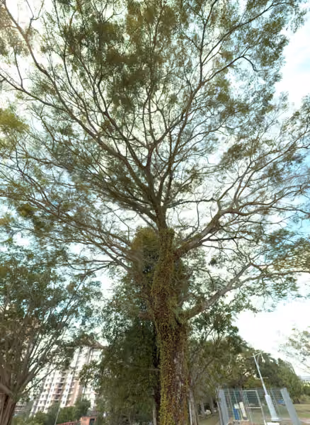 tree photo