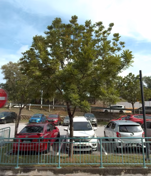 tree photo