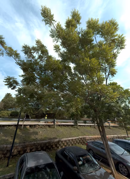 tree photo
