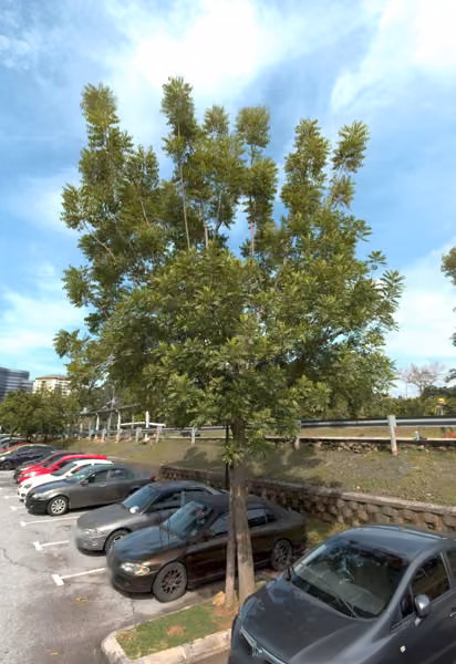 tree photo