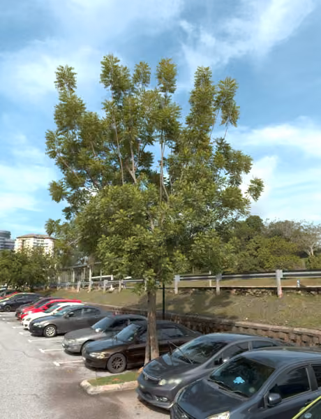 tree photo