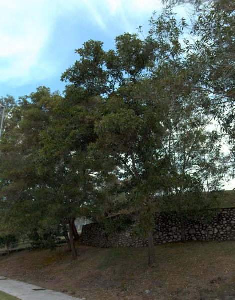 tree photo