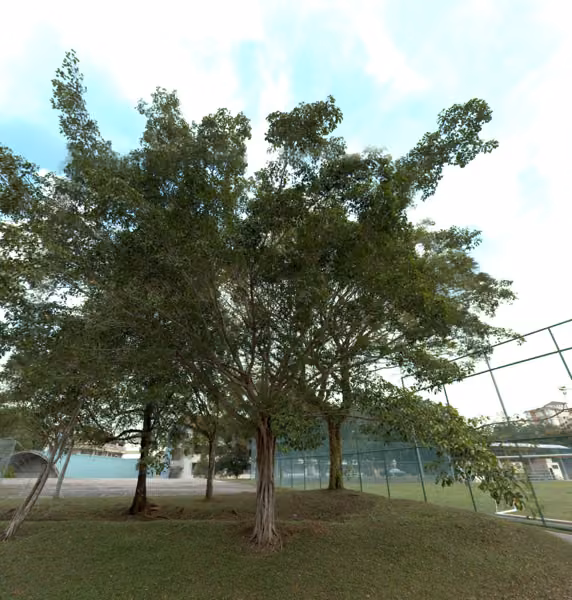 tree photo