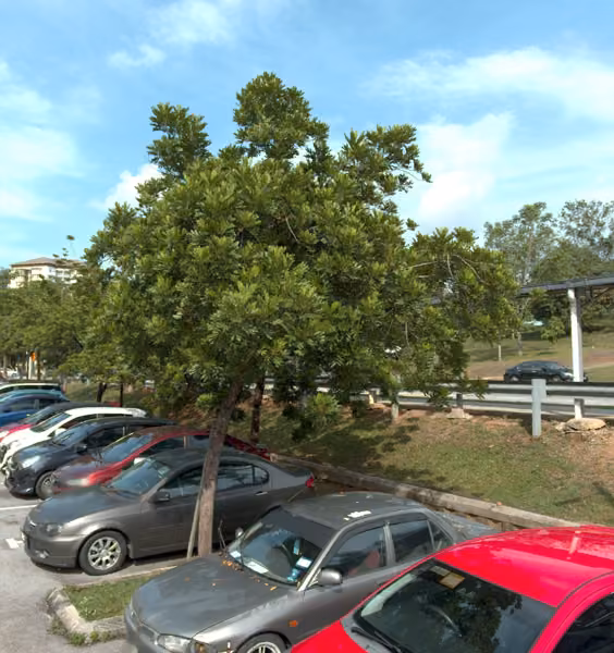 tree photo