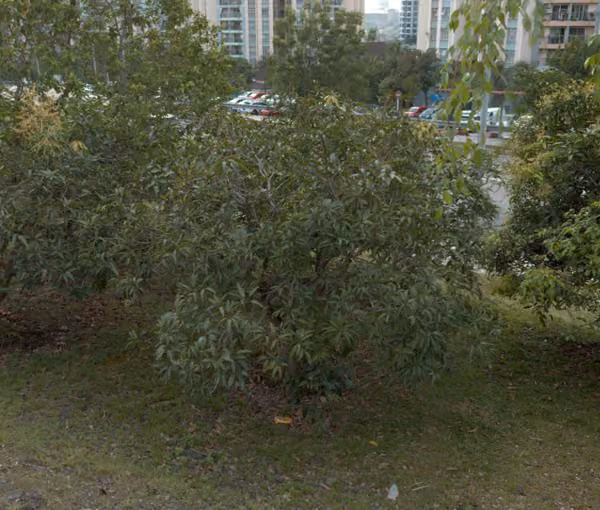 tree photo