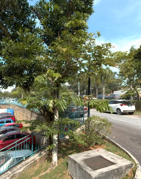 tree photo
