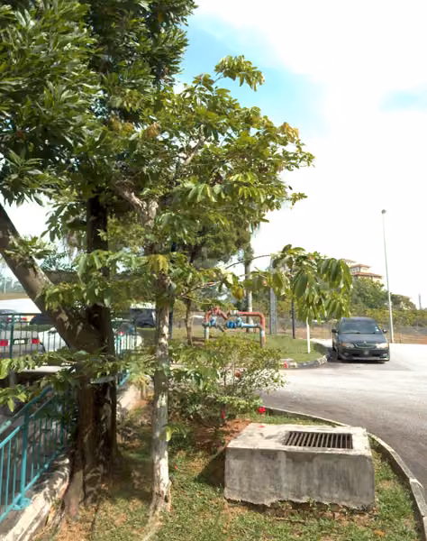 tree photo