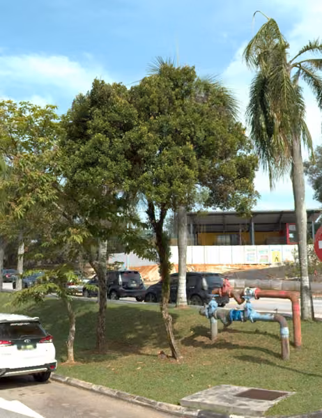 tree photo