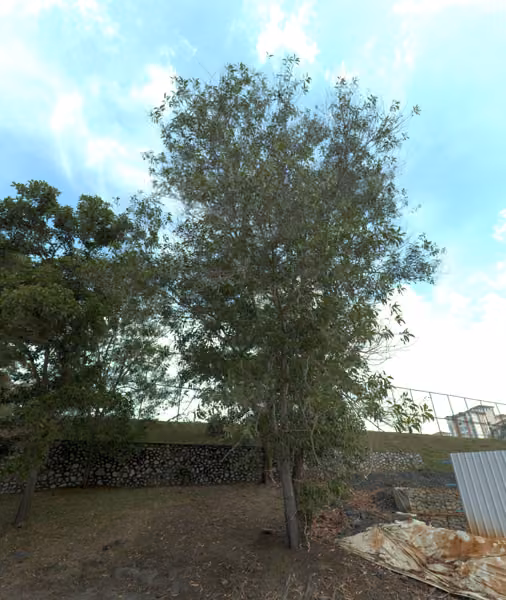 tree photo