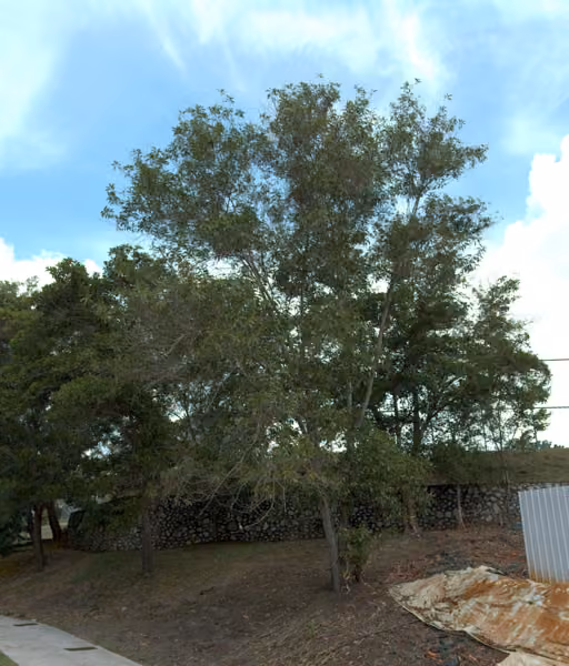 tree photo