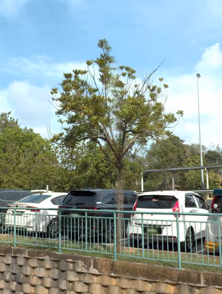 tree photo