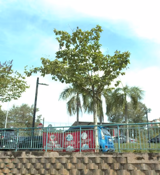 tree photo