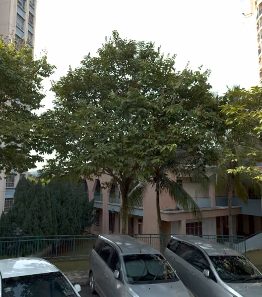 tree photo