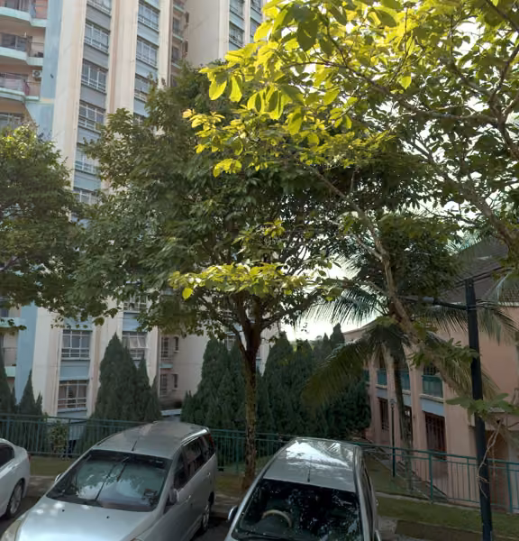 tree photo