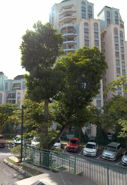 tree photo
