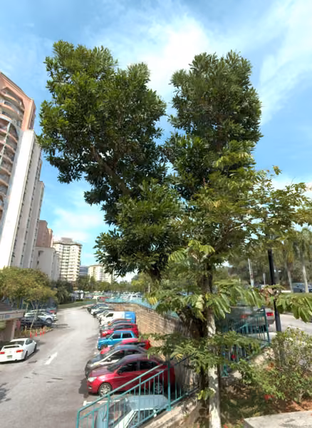 tree photo