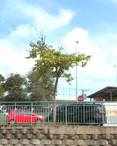 tree photo
