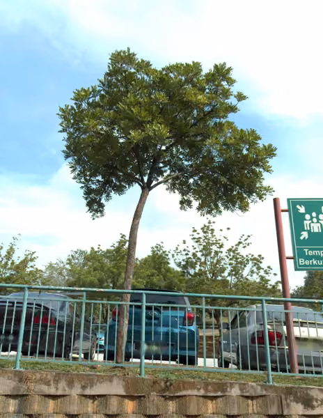 tree photo