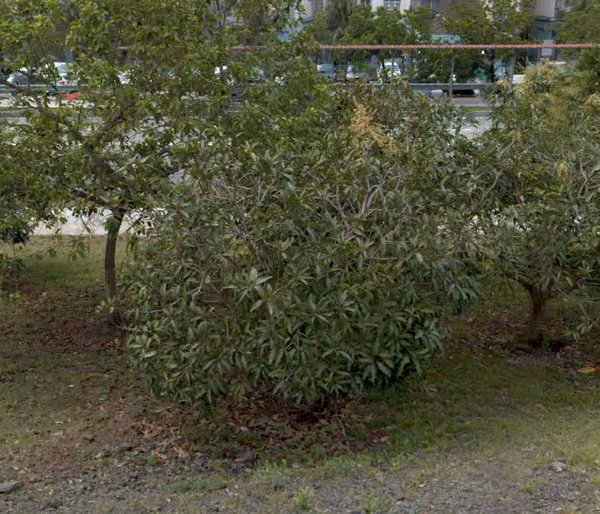 tree photo