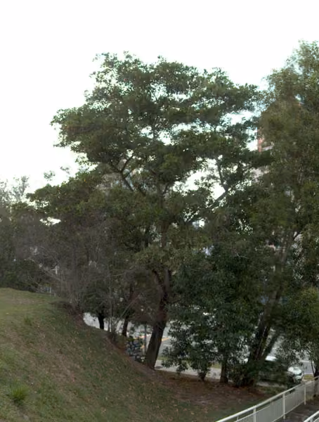 tree photo