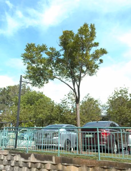 tree photo