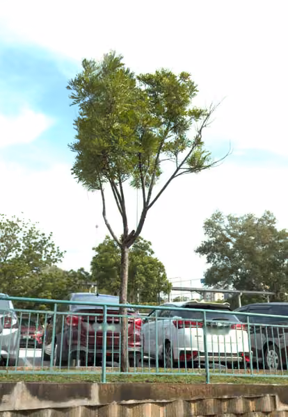 tree photo