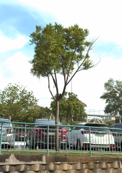 tree photo
